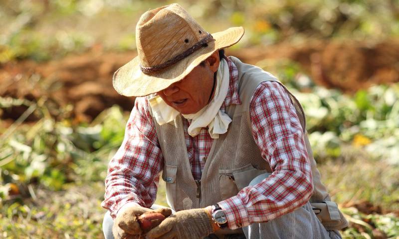 A farmer inspecting a root crop.